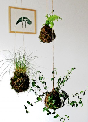 Kokedama