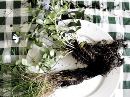kokedama step1