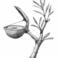 acousticbotany3-634x800