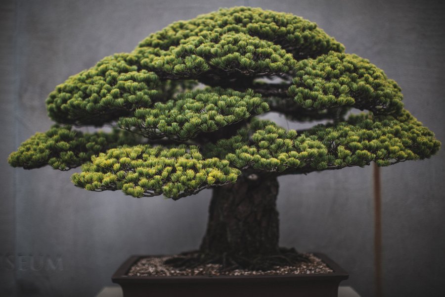 In Training A Documentation Of The Slow Art Of Bonsai Trees Spoon Tamago