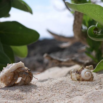 A Real Estate Company Created New Homes for Hermit Crabs