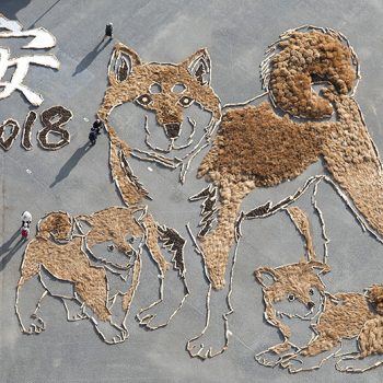 Shiba-inu Geoglyph Made Entirely From Natural Materials
