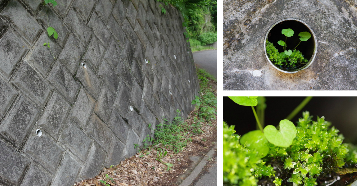Miniature Gardens Inside the Drainage of Japanese Retaining Walls