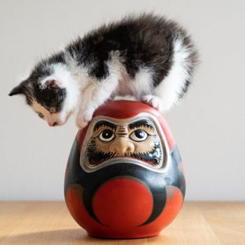 The Life of Two Adopted Kittens Under Quarantine Lockdown in Tokyo