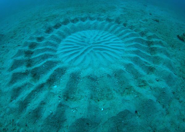 underwater mystery circle 2