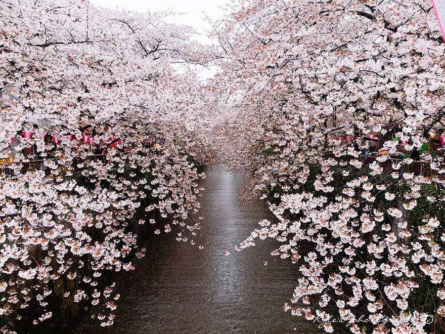 cherry blossom season 2014 (1)