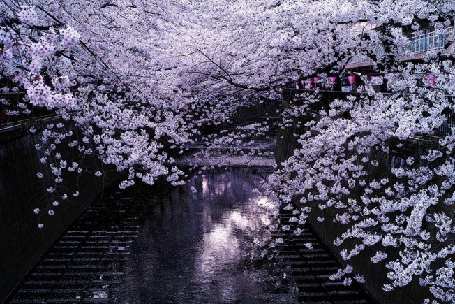cherry blossom season 2014 (2)