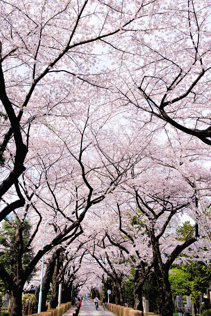 cherry blossom season 2014 (7)