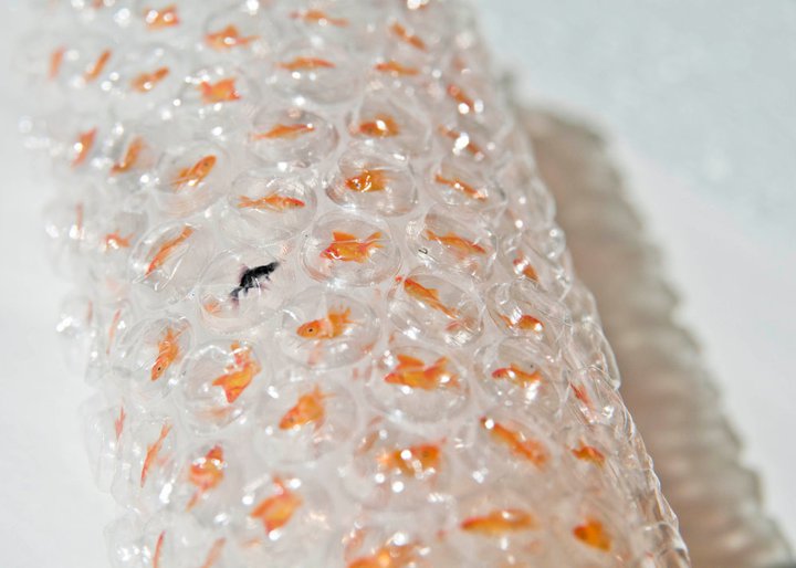 goldfish bubble wrap  金魚のいるプチプチ