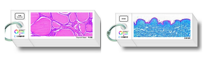 science-techni-color-histology-slides (5)