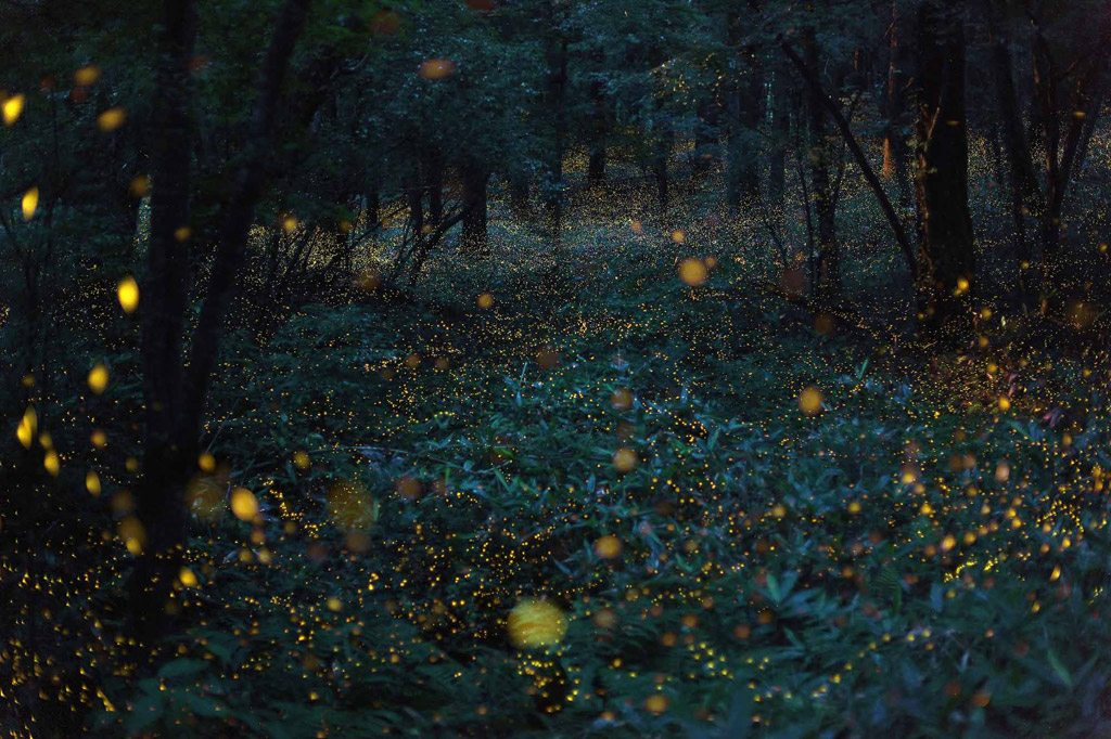 takehito miyatake fireflies
