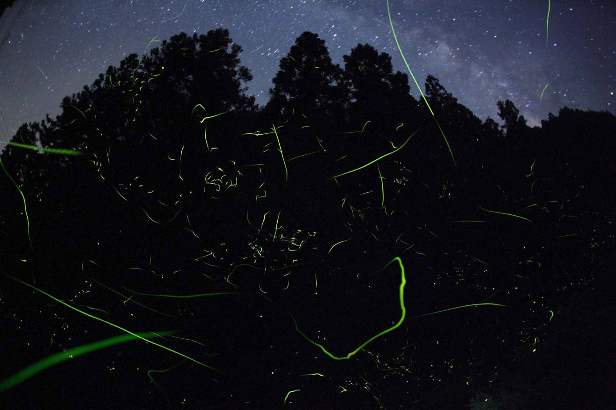 takehito miyatake fireflies