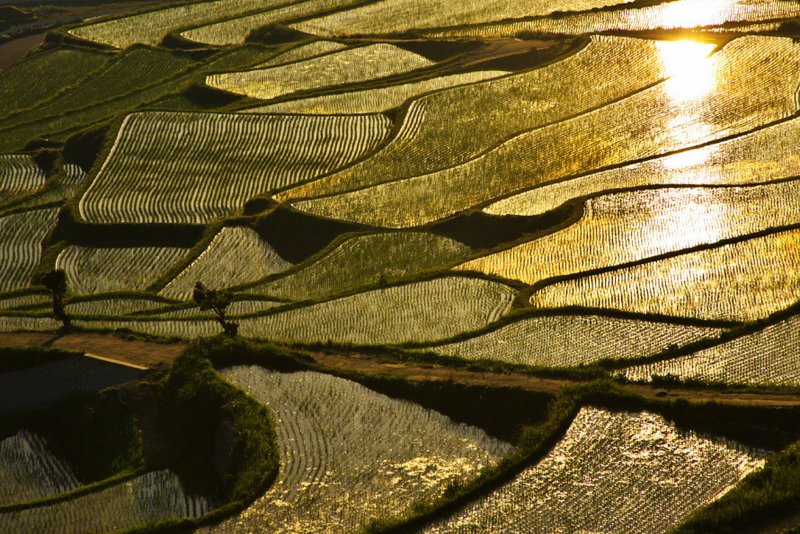 Japan’s Vanishing Terraced Rice Fields