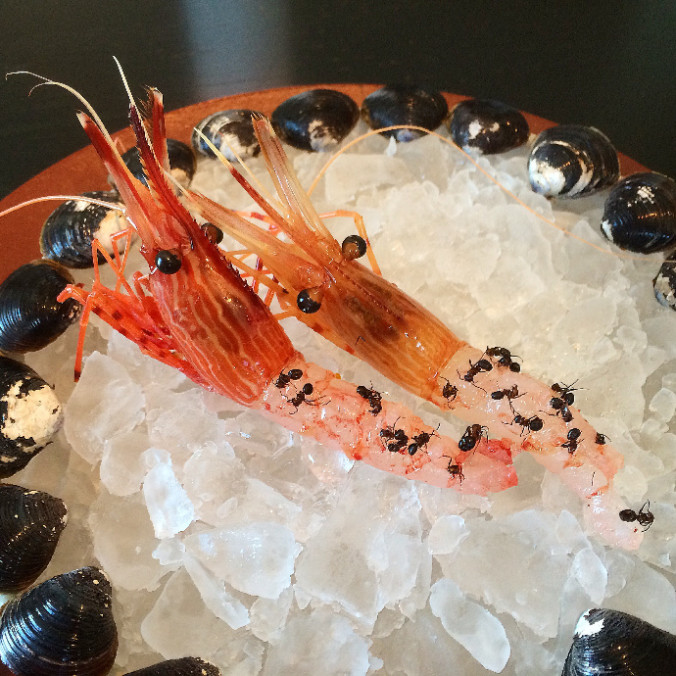 noma japan shrimp with ants