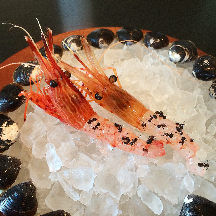 noma japan shrimp with ants
