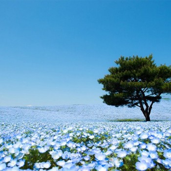 Go See 5.3 Million Baby Blue Eye Flowers at Hitachi Seaside Park in Japan