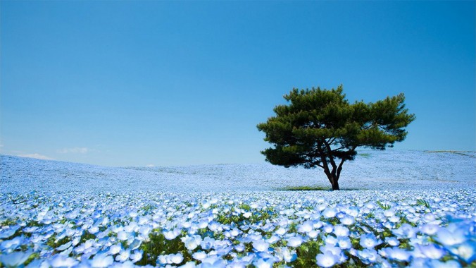 baby blue flowers at hitachino seaside park