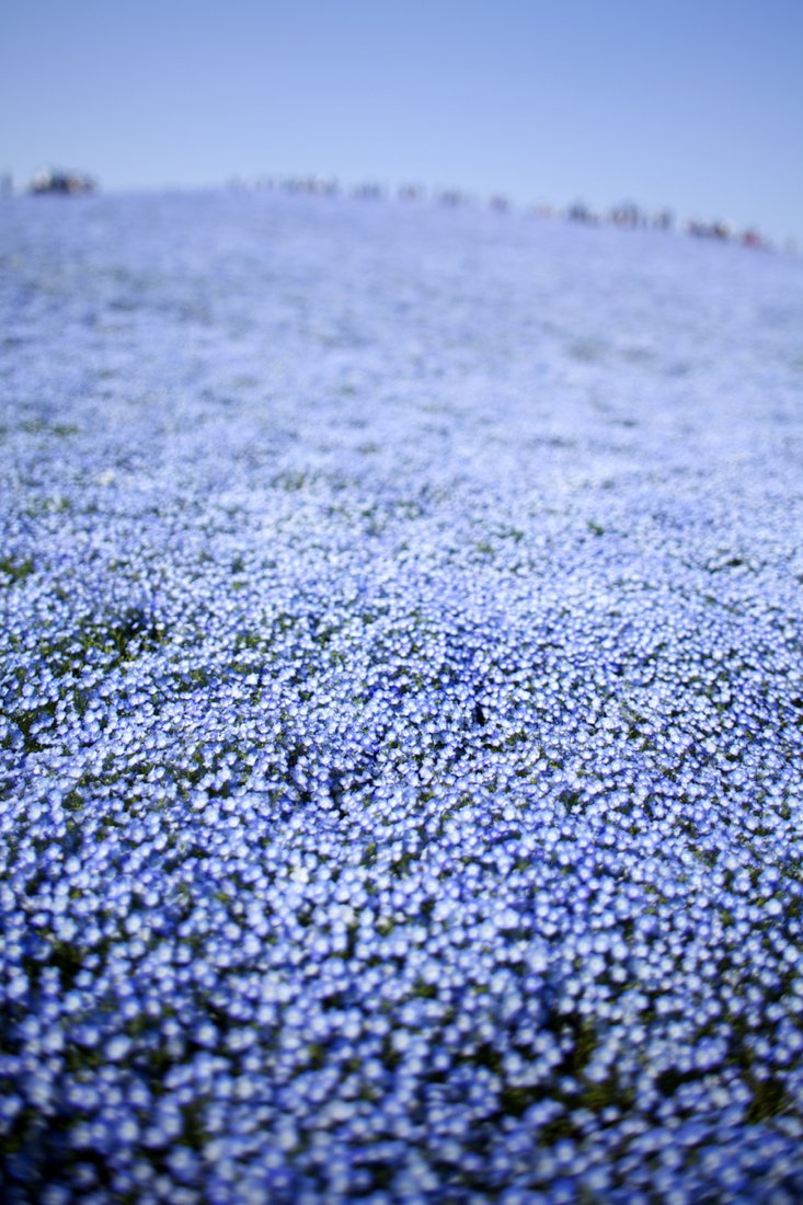 baby blue flowers at hitachino seaside park