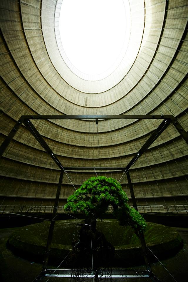 shiki bonsai power station belgium by makoto azuma