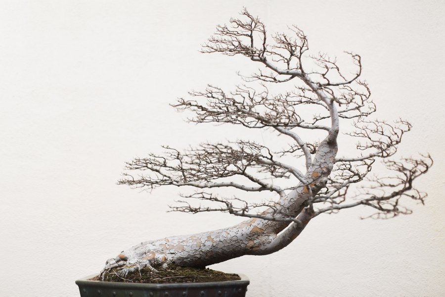 stephen voss bonsai art book