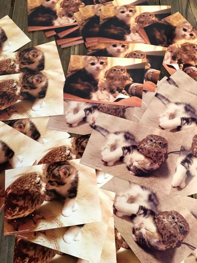 Thankful for Friendship: the story of Marimo the cat and Fuku the owl ...