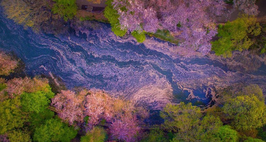 Inokashira Koen cherry blossoms (1)