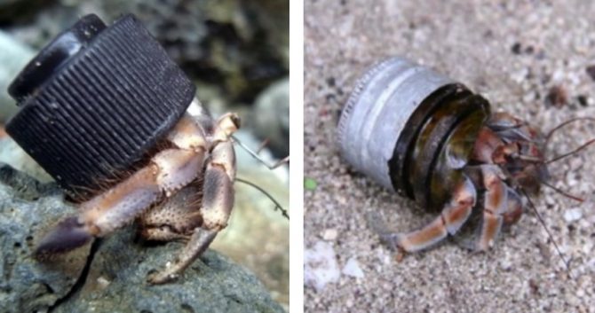 A Real Estate Company Created New Homes for Hermit Crabs | Spoon & Tamago