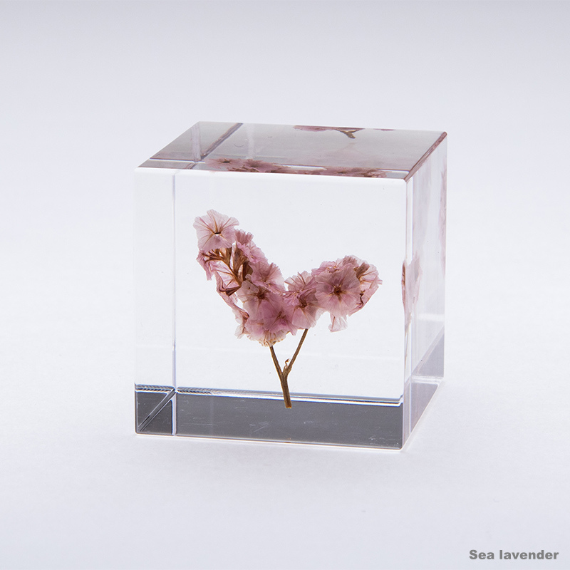 New Objects of Nature Preserved in Acrylic Cubes