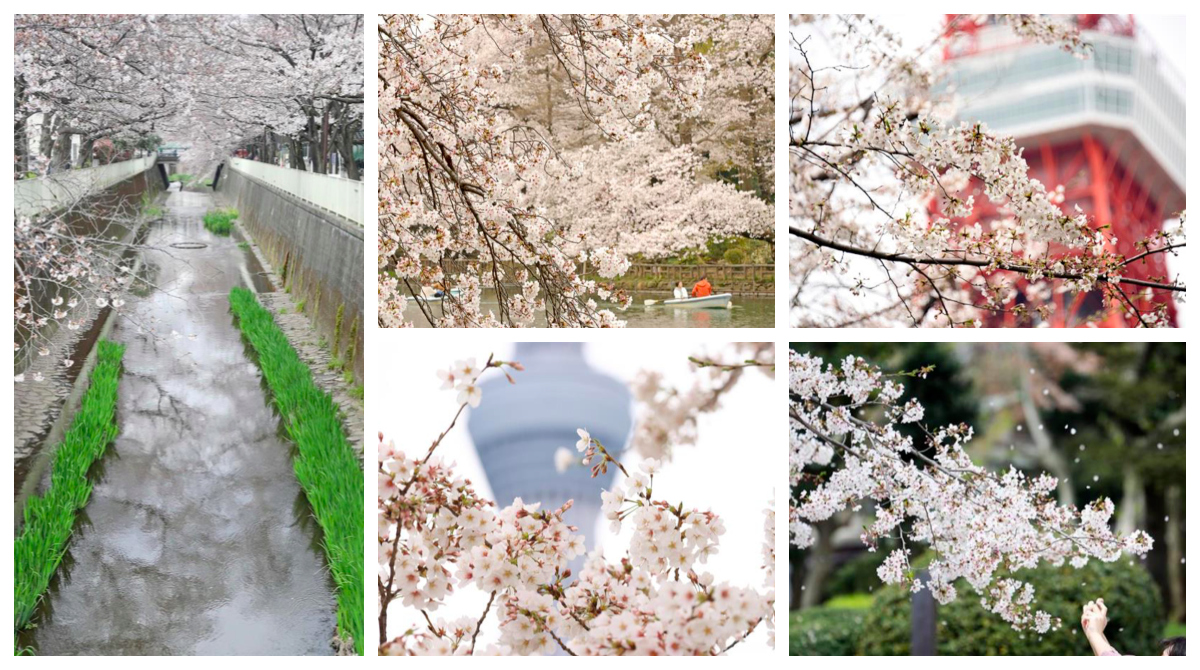 japanese cherry blossom art history