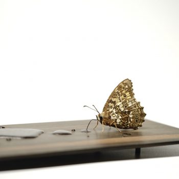 A Butterfly Sipping Moisture from Puddles, Sculpted Entirely in Wood by Toru Fukuda