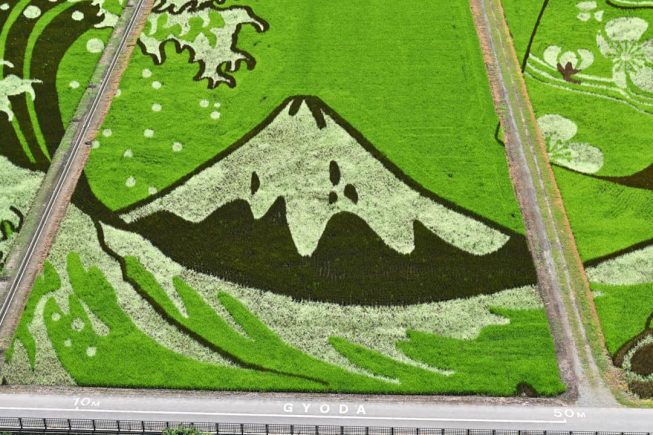 Japan’s Rice Art Festivals of 2021 | Spoon & Tamago