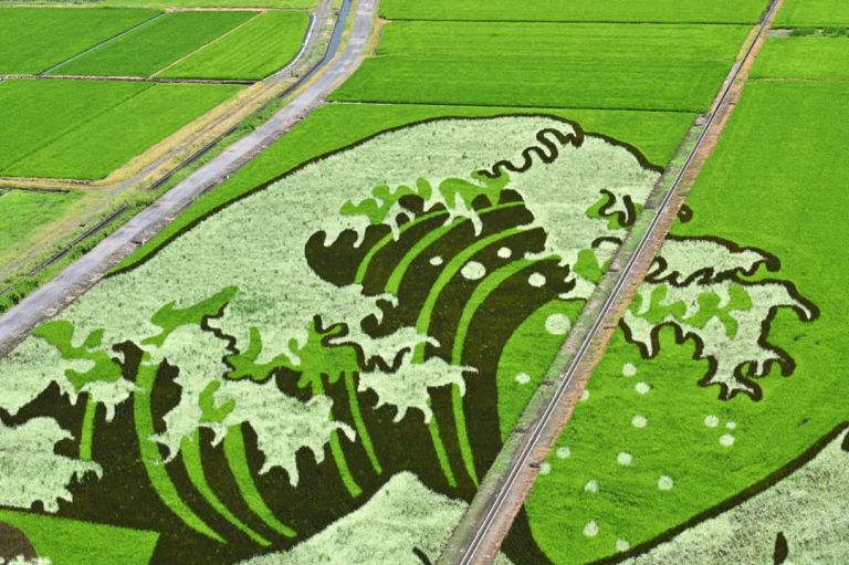Japan’s Rice Art Festivals of 2021 | Spoon & Tamago