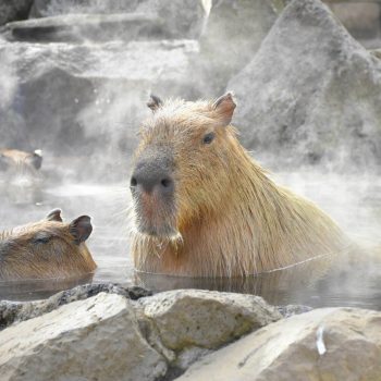 Birthplace of the Capybara Hot Bath Celebrates 40 years of Rodent Relaxation