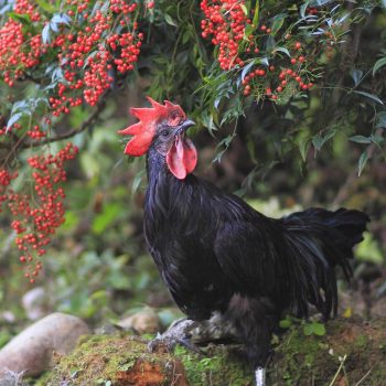 Photographer Meticulously Recreates Images of Chickens Painted by Edo-Era Artist Ito Jakuchu